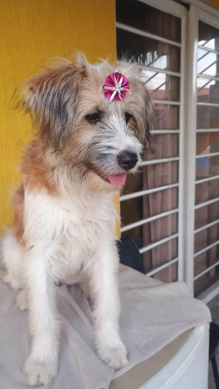 Cachorro ra a SRD-ViraLata idade 1 ano nome Marissol 