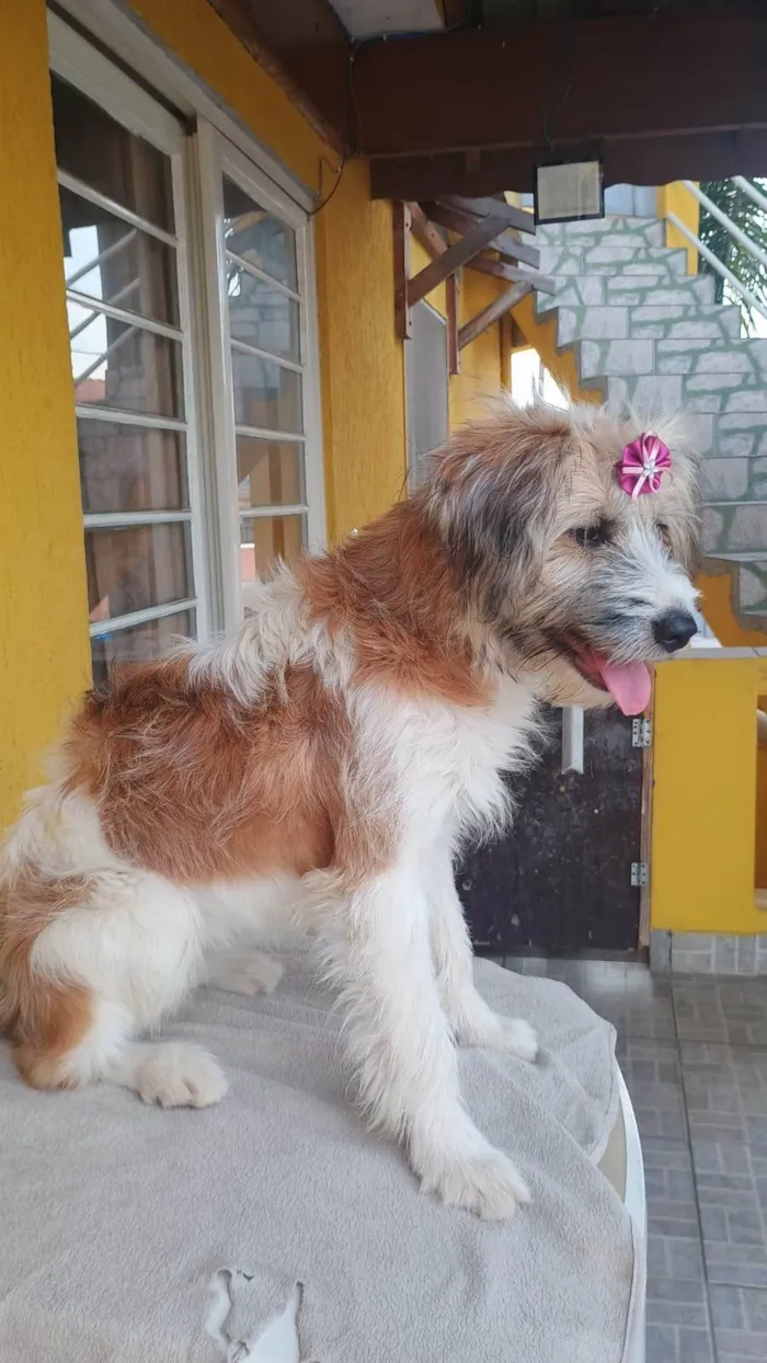 Cachorro ra a SRD-ViraLata idade 1 ano nome Marissol 