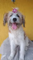 Cachorro ra a SRD-ViraLata idade 1 ano nome Marissol 