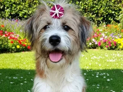 Cachorro raça SRD-ViraLata idade 1 ano nome Marissol 