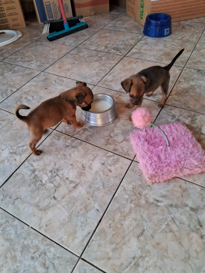 Cachorro ra a SRD-ViraLata idade 2 a 6 meses nome Dois irmãozinhos macho e fêmea 