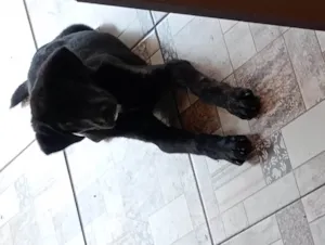 Cachorro raça SRD-ViraLata idade 2 a 6 meses nome Thor