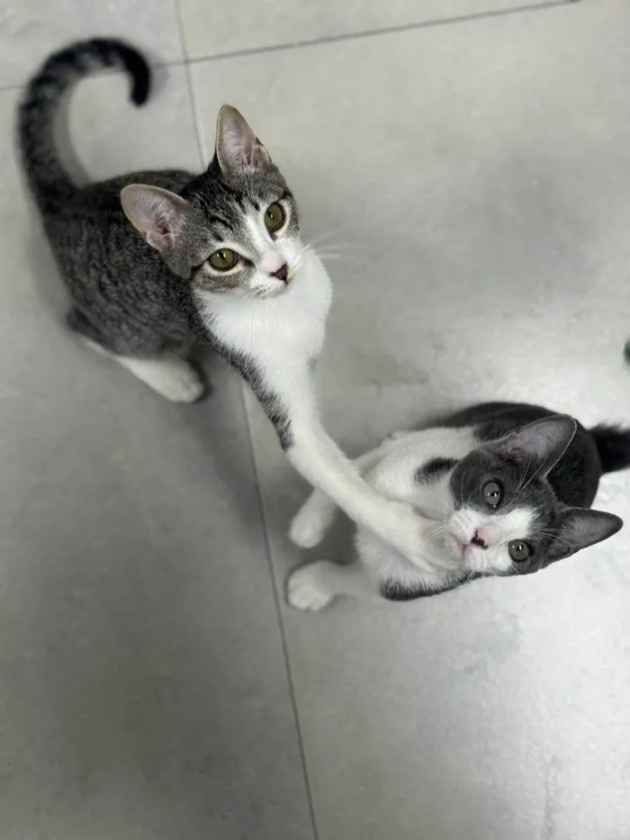 Gato ra a SRD-ViraLata idade 2 a 6 meses nome Gatinhos