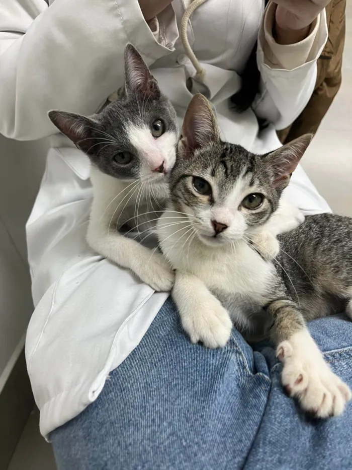 Gato ra a SRD-ViraLata idade 2 a 6 meses nome Gatinhos