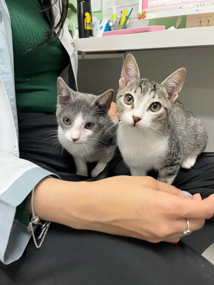 Gato ra a SRD-ViraLata idade 2 a 6 meses nome Gatinhos