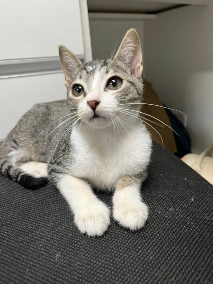 Gato ra a SRD-ViraLata idade 2 a 6 meses nome Gatinhos