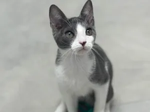 Gato raça SRD-ViraLata idade 2 a 6 meses nome Gatinhos
