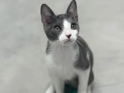 Gato raça SRD-ViraLata idade 2 a 6 meses nome Gatinhos