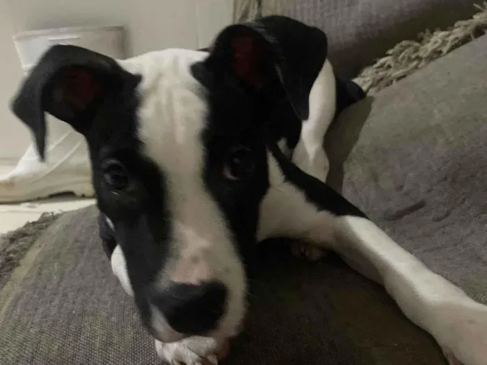 Cachorro raça Pit-Bull idade 2 a 6 meses nome Estrela 