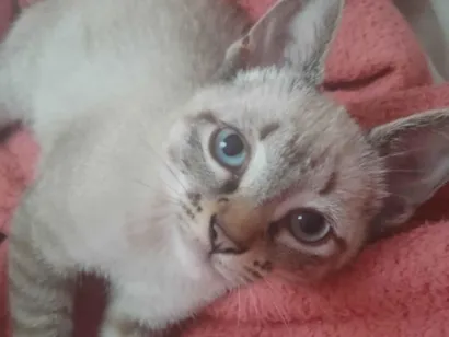 Gato raça Siamês idade 2 a 6 meses nome Não tem nome 
