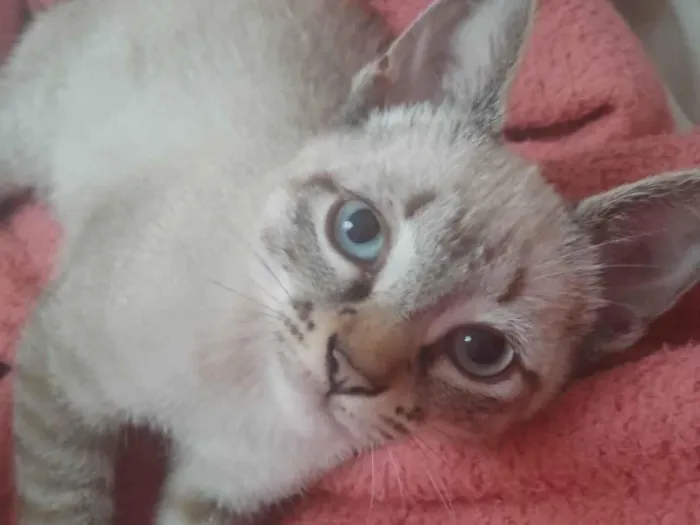 Gato raça Siamês idade 2 a 6 meses nome Não tem nome 