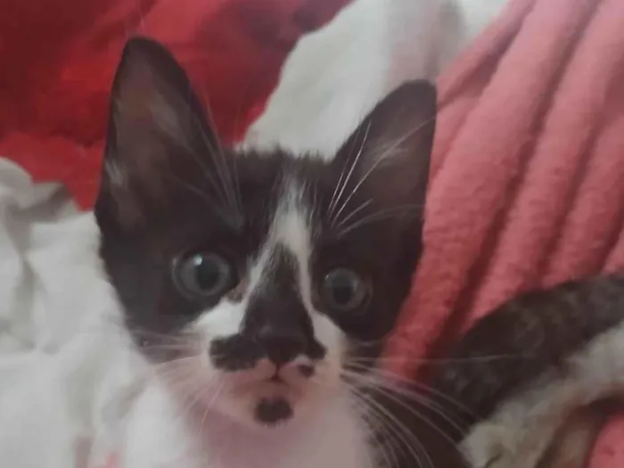 Gato raça Siamês idade 2 a 6 meses nome Não tem nome 