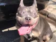 Cachorro ra a Pit-Bull idade 2 anos nome Marcio 