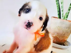 Cachorro raça SRD-ViraLata idade Abaixo de 2 meses nome Não tem ainda