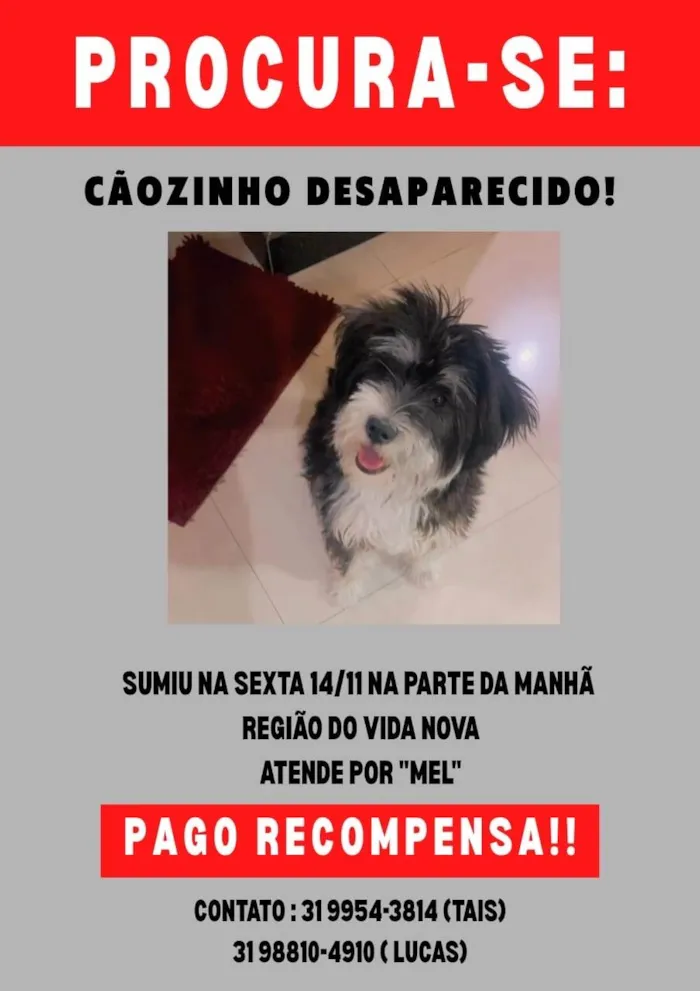 Cachorro ra a Shitzu idade 7 a 11 meses nome Mel