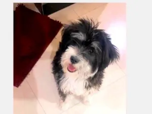 Cachorro raça Shitzu idade 7 a 11 meses nome Mel