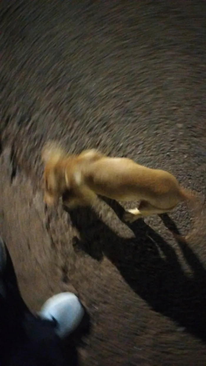 Cachorro ra a Labrador idade 2 a 6 meses nome Marley 