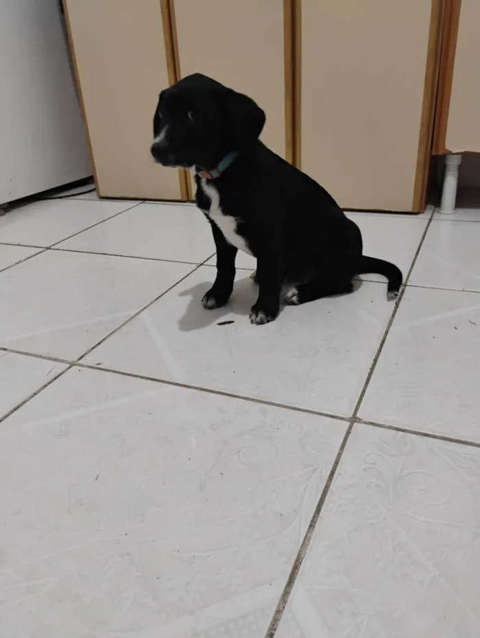 Cachorro ra a SRD-ViraLata idade Abaixo de 2 meses nome Marley 