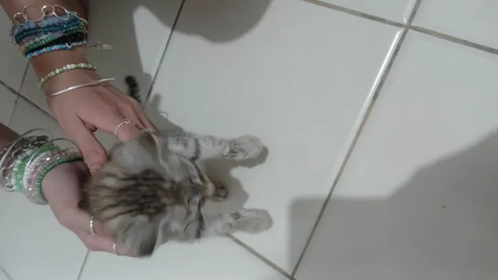 Gato ra a SRD-ViraLata idade Abaixo de 2 meses nome Não tem nome