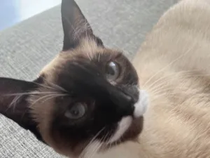 Gato raça SRD-ViraLata idade 3 anos nome Josefina 