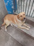 Cachorro ra a SRD-ViraLata idade 1 ano nome Jerry 