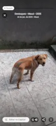 Cachorro ra a SRD-ViraLata idade 1 ano nome Jerry 