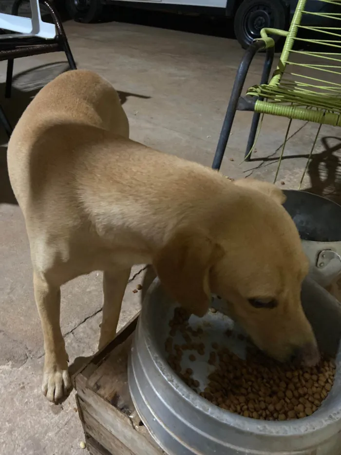 Cachorro ra a Labrador idade 6 ou mais anos nome Bobi