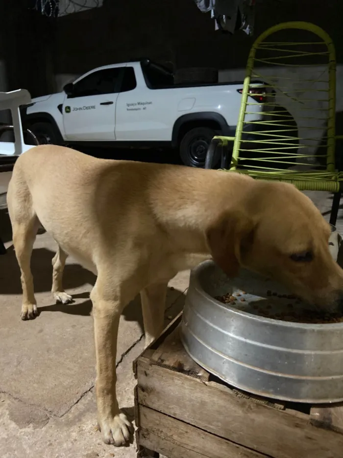 Cachorro ra a Labrador idade 6 ou mais anos nome Bobi