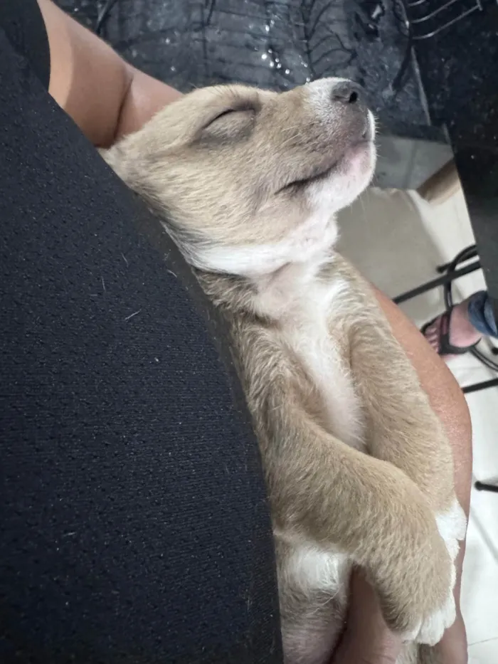 Cachorro ra a SRD-ViraLata idade Abaixo de 2 meses nome Não tem