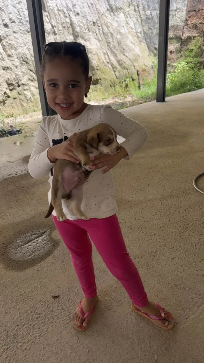 Cachorro ra a SRD-ViraLata idade Abaixo de 2 meses nome Não tem