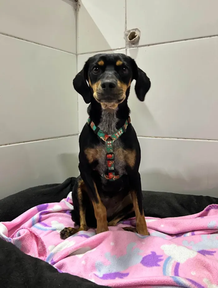 Cachorro ra a SRD-ViraLata idade 2 anos nome Dori 