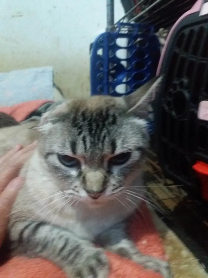 Gato ra a SRD- idade 3 anos nome Milena Júlia