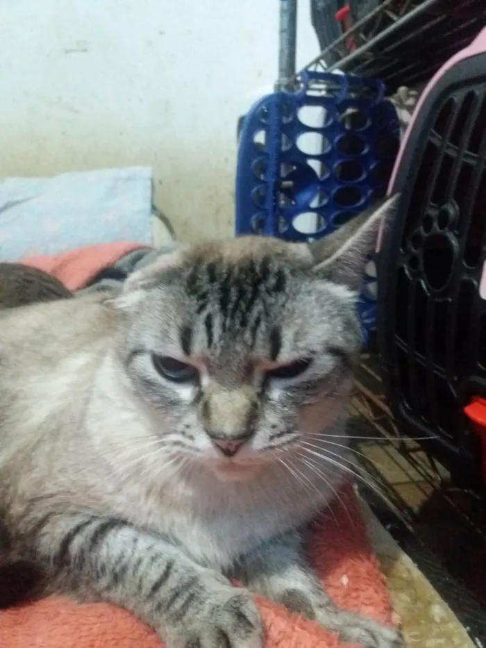 Gato ra a SRD- idade 3 anos nome Milena Júlia