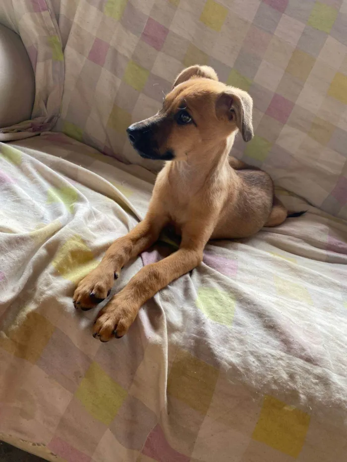 Cachorro ra a SRD-ViraLata idade 2 a 6 meses nome Safira 
