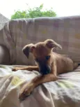 Cachorro ra a SRD-ViraLata idade 2 a 6 meses nome Safira 