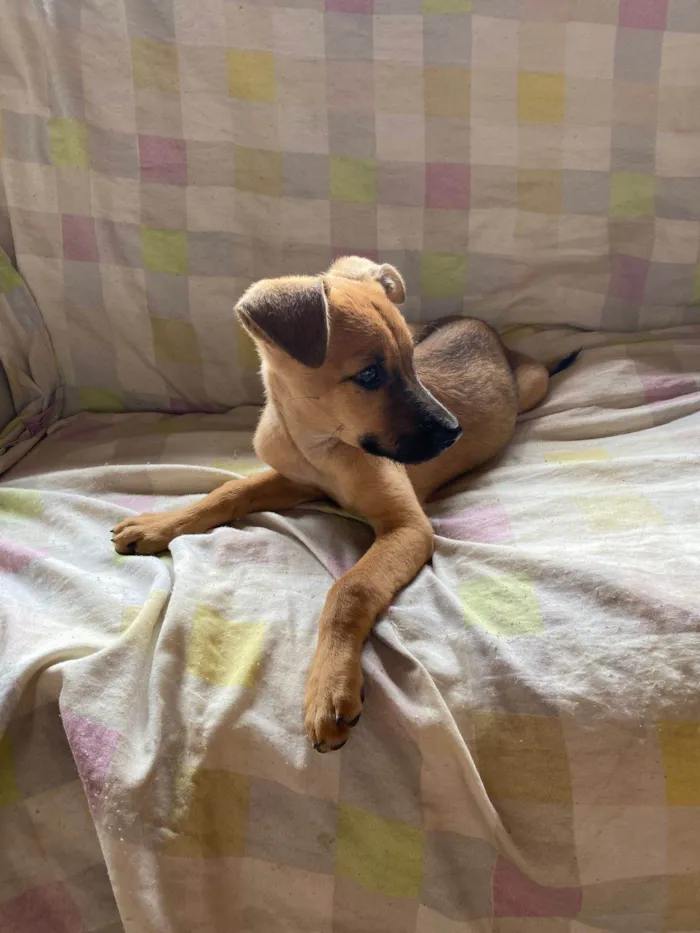 Cachorro ra a SRD-ViraLata idade 2 a 6 meses nome Safira 