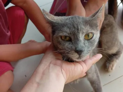 Gato raça SRD-ViraLata idade 1 ano nome Misi