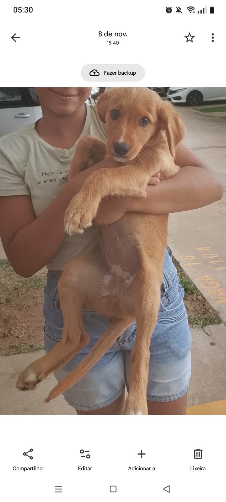 Cachorro ra a SRD-ViraLata idade 2 a 6 meses nome Melina 
