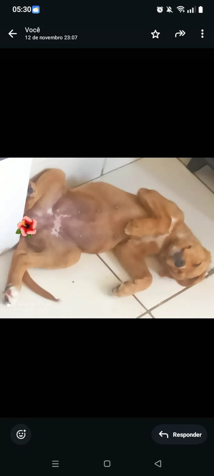 Cachorro ra a SRD-ViraLata idade 2 a 6 meses nome Melina 