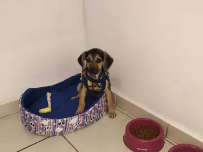 Cachorro raça SRD-ViraLata idade 2 a 6 meses nome Maya 