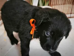 Cachorro raça SRD-ViraLata idade Abaixo de 2 meses nome Não tem ainda