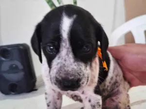 Cachorro raça SRD-ViraLata idade Abaixo de 2 meses nome Não tem ainda