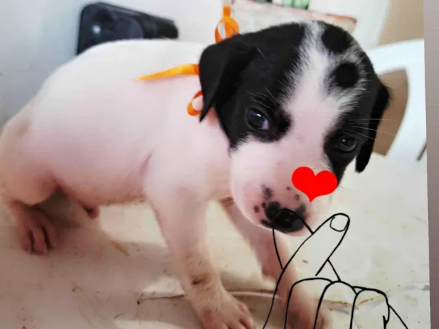 Cachorro raça SRD-ViraLata idade Abaixo de 2 meses nome Não tem ainda