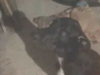 Cachorro raça SRD-ViraLata idade 1 ano nome Snopy