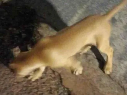 Cachorro raça Labrador idade 2 a 6 meses nome Marley 