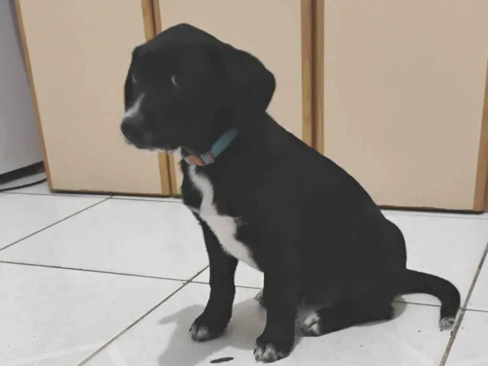 Cachorro ra a SRD-ViraLata idade Abaixo de 2 meses nome Marley 