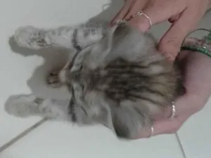 Gato ra a SRD-ViraLata idade Abaixo de 2 meses nome Não tem nome