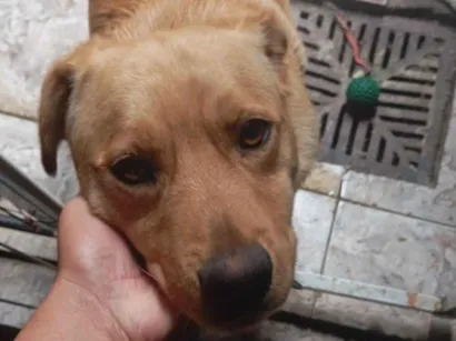 Cachorro raça SRD-ViraLata idade 1 ano nome Jerry 