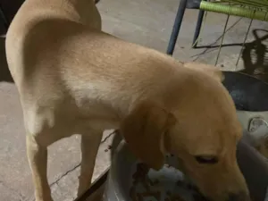 Cachorro raça Labrador idade 6 ou mais anos nome Bobi