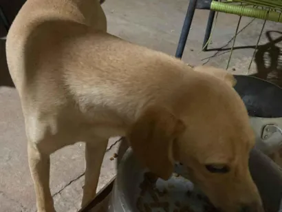Cachorro ra a Labrador idade 6 ou mais anos nome Bobi